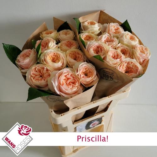 Rosa grootbloemig Priscilla!