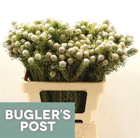 Leucadendron linifolium 'Jade Pearl' (vertakt)