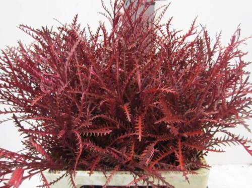 Decoratiegroen kleurbehandeld H%