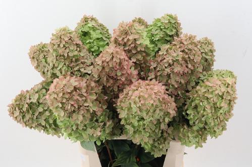 Hydrangea paniculata Magical Candle (classic)