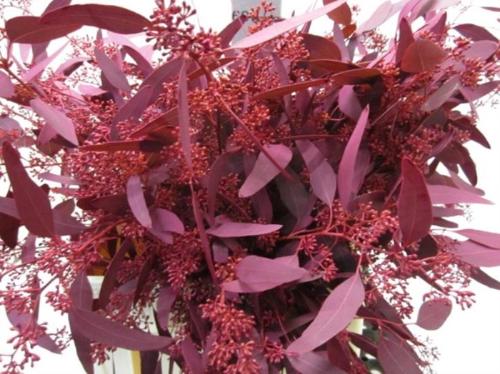 Eucalyptus kleurbehandeld per bos H%