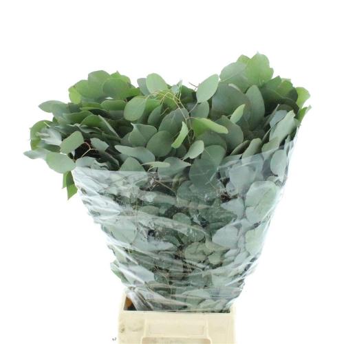 Eucalyptus per bos polyanthemos