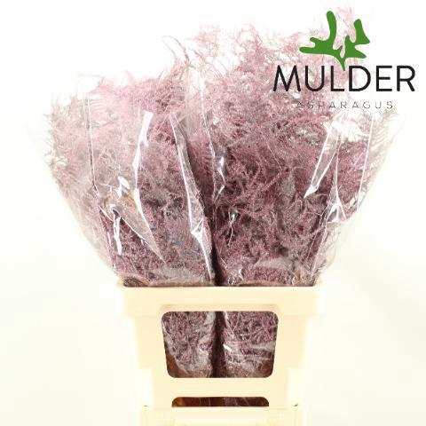 Asparagus overig kleurbehandeld H%