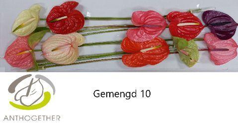 Anthurium Andreanum Grp gemengd