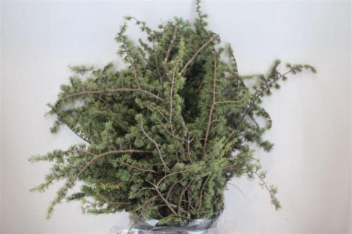 Pinus strobus per bos