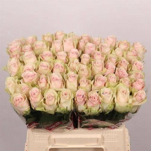 Rosa grootbloemig Pink Athena