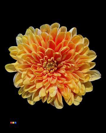 Chrysanthemum Indicum Grp tros kas kleurbehandeld H%