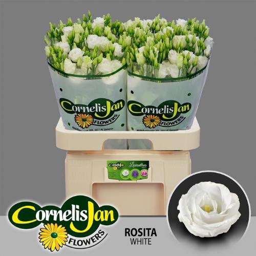 Eustoma russellianum gevuldbloemig 'Rosita White'