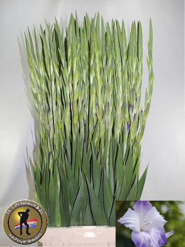 Gladiolus grootbloemig Sweet Blue
