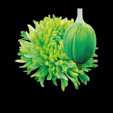 Chrysanthemum (Indicum Grp) geplozen Antonov kleurbehandeld H%