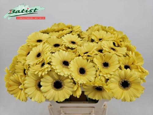 Gerbera mini 'Surfer'