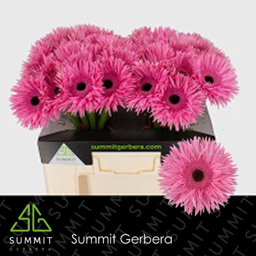 Gerbera grootbloemig spinvormig Spider Amazing