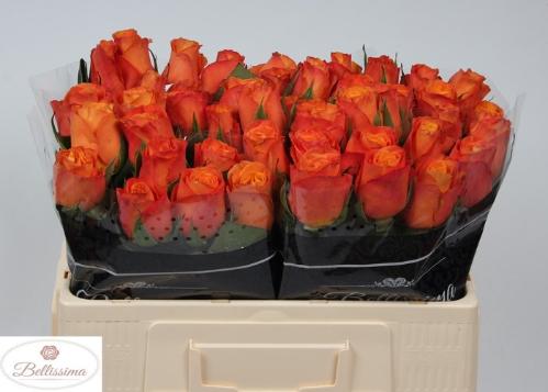 Rosa grootbloemig Confidens