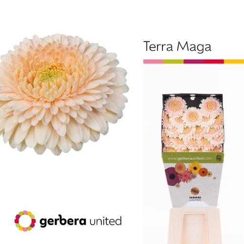 Gerbera Gerrondo Terra Maga