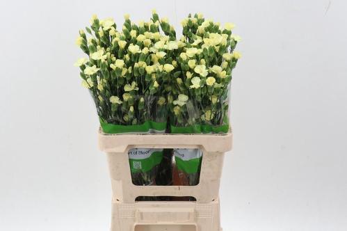 Dianthus Solandis Blondfly