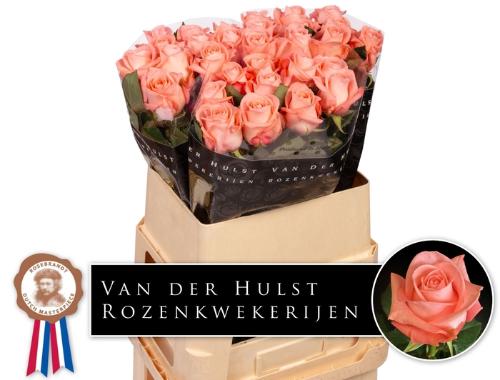 Rosa grootbloemig Liesbeth