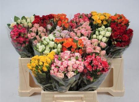 Rosa tros gemengd in fust