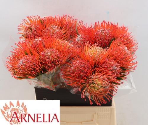 Leucospermum cordifolium 'Tango'