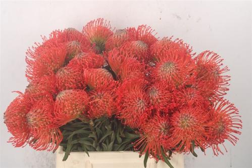 Leucospermum cordifolium 'Succession'