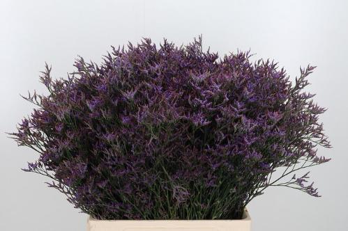 Limonium Safora Dark Blue