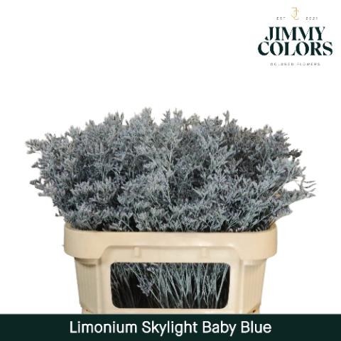 Limonium overig kleurbehandeld H%