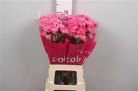 Dianthus standaard Tonic Golem