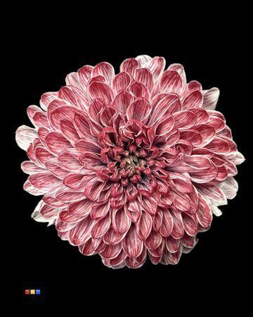 Chrysanthemum Indicum Grp tros kas kleurbehandeld H%