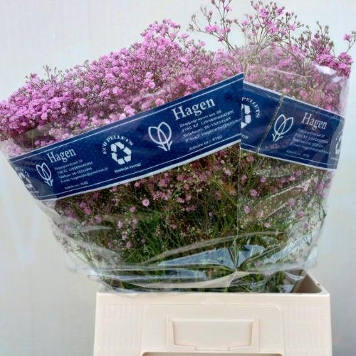 Gypsophila paniculata 'My Pink'