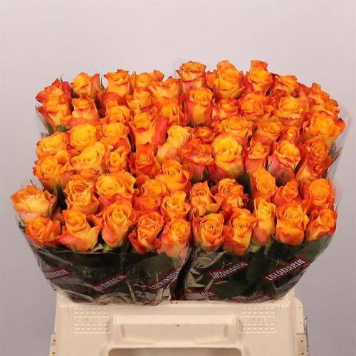 Rosa grootbloemig Marie-Claire!