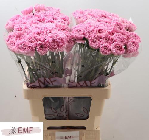 Dianthus standaard Clearwater