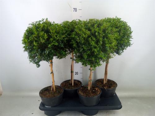 Myrtus communis