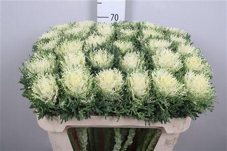 Brassica oleracea 'Crane Feather Pure White'