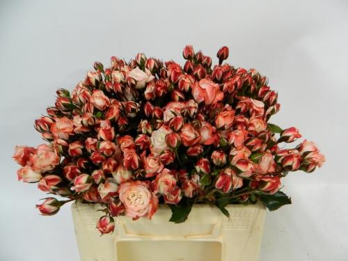 Rosa tros Carnaval Freelander