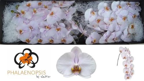 Phalaenopsis per bloem 'Alpha'
