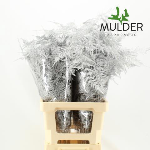 Asparagus overig kleurbehandeld H%