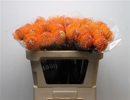 Leucospermum lineare Ayoba Peach