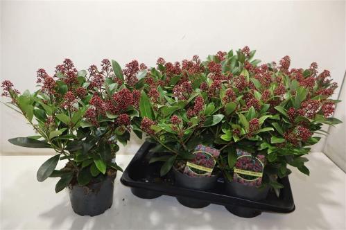 Skimmia japonica 'Rubella'