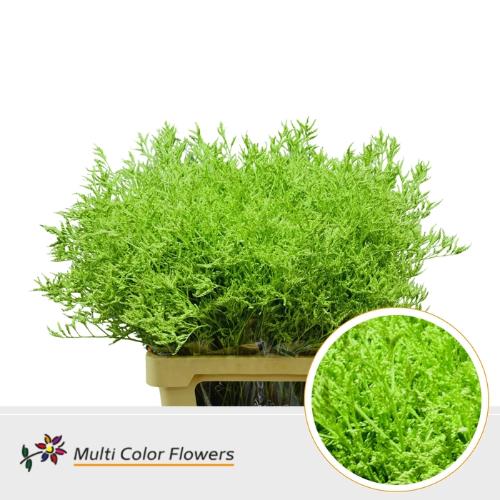 Limonium overig kleurbehandeld H%