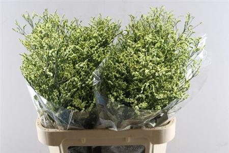Limonium sinense China Lemon