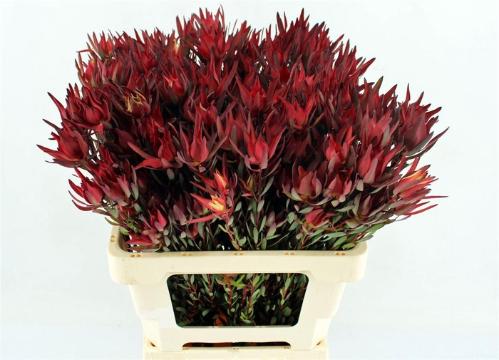 Leucadendron 'Safari Sunset'