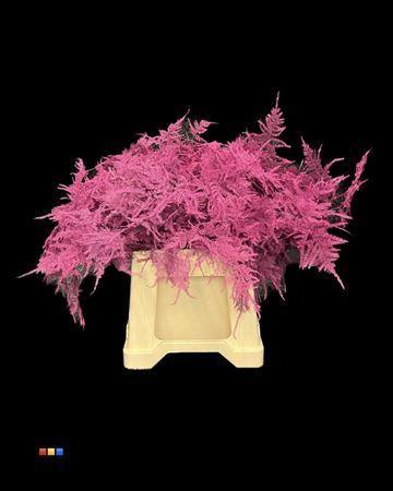 Asparagus overig kleurbehandeld H%