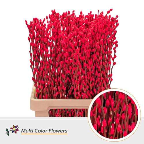 Salix caprea 'Snow Flake' kleurbehandeld H%