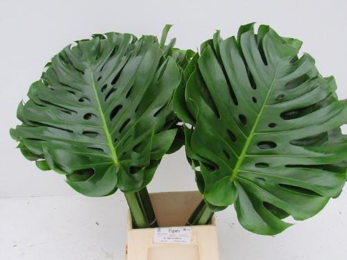 Monstera (blad)