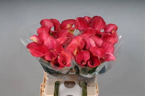 Zantedeschia 'Call Aruna'