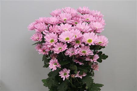 Chrysanthemum Indicum Grp tros kas 'Katinka'