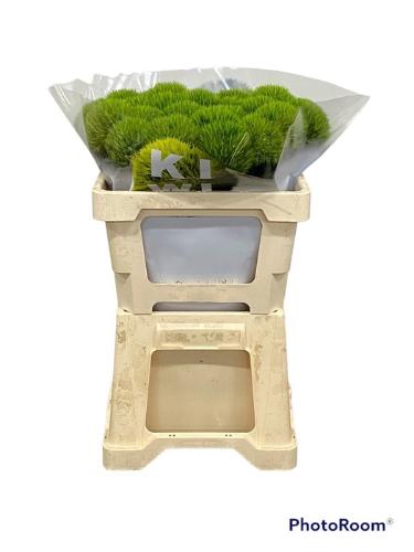 Dianthus barbatus Kiwi Mellow