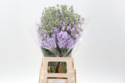 Matthiola incana 'Iron Marine'