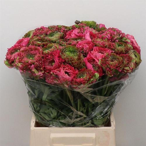 Ranunculus asiaticus Pon-Pon Fanny