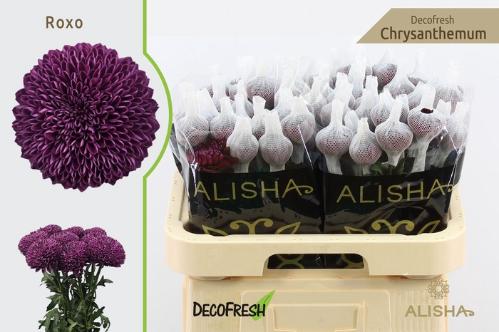 Chrysanthemum (Indicum Grp) geplozen Roxo