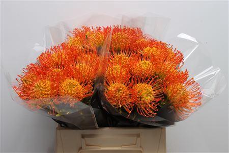 Leucospermum 'Naomi' kleurbehandeld H%